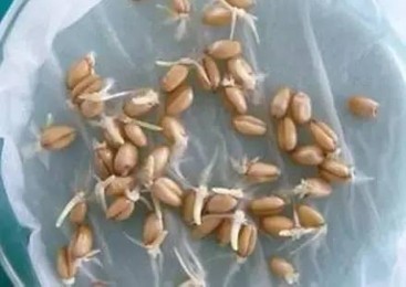 Analysis of the Effect of Baby Pants on Seed Germination