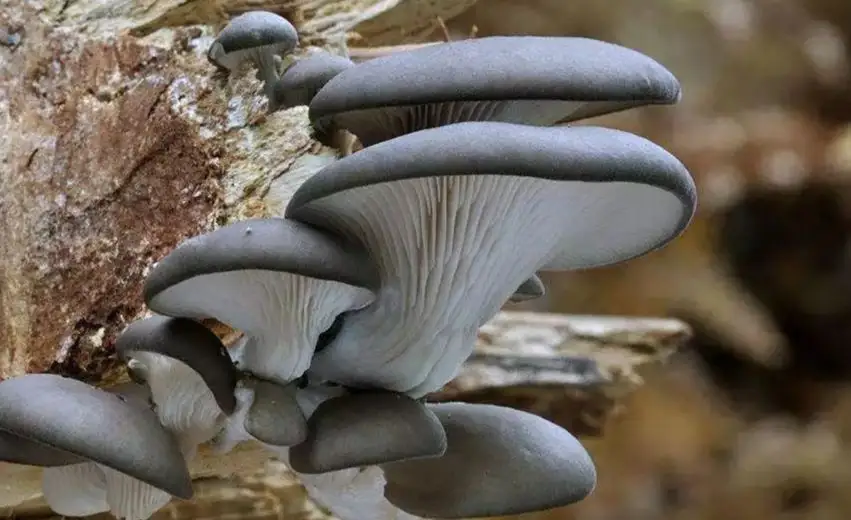 oyster mushroom