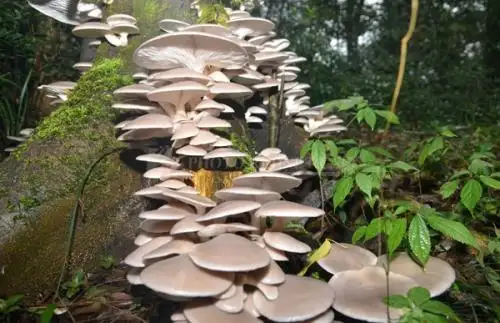 Oyster mushrooms descend