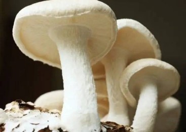 Study on degradation of nappy by improved pleurotus ostreatus