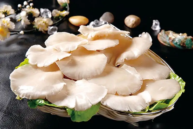 oyster mushroom