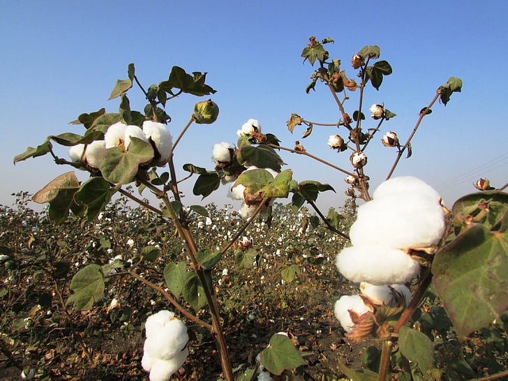 US cotton industry launches code of trust to promote sustainable development